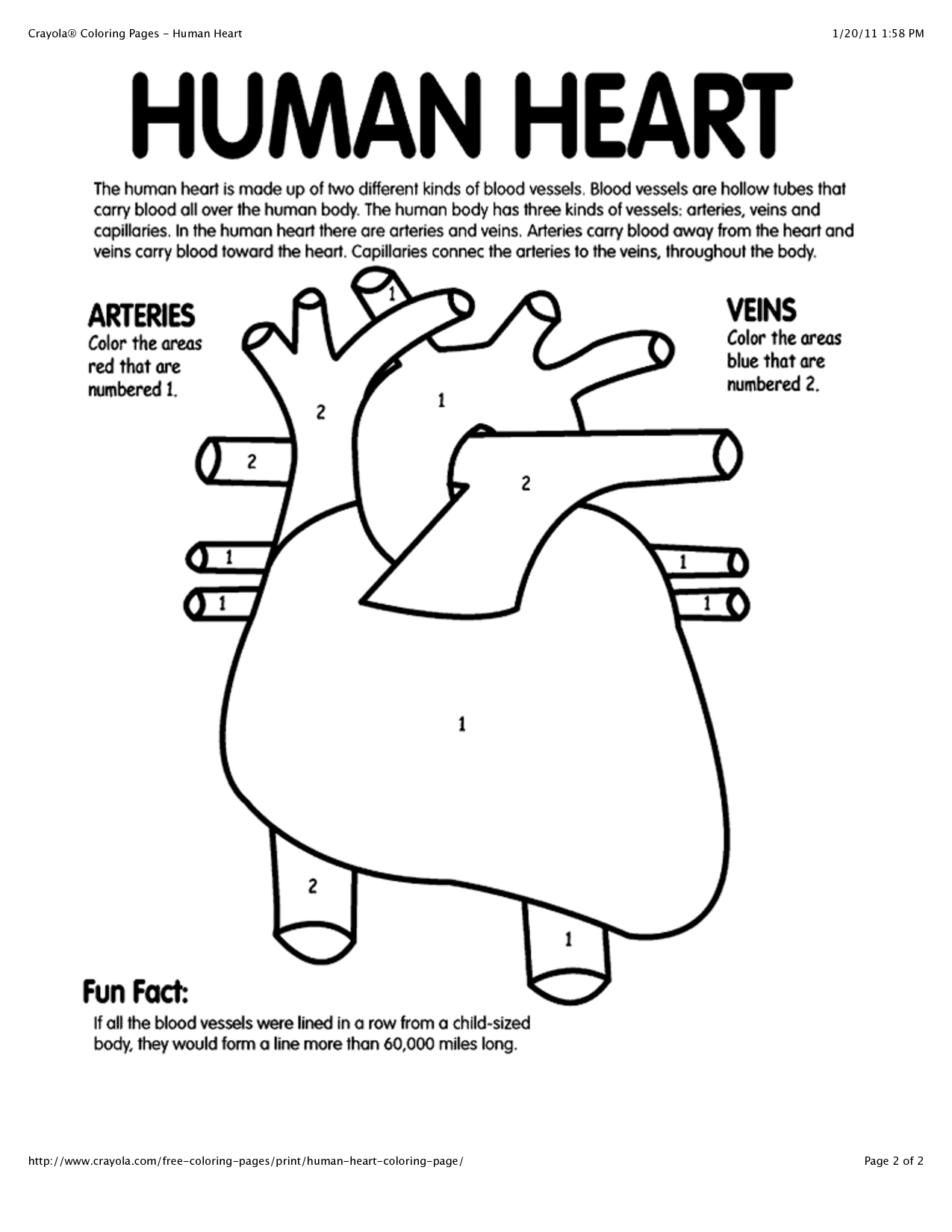 Printable Human Anatomy Coloring Pages