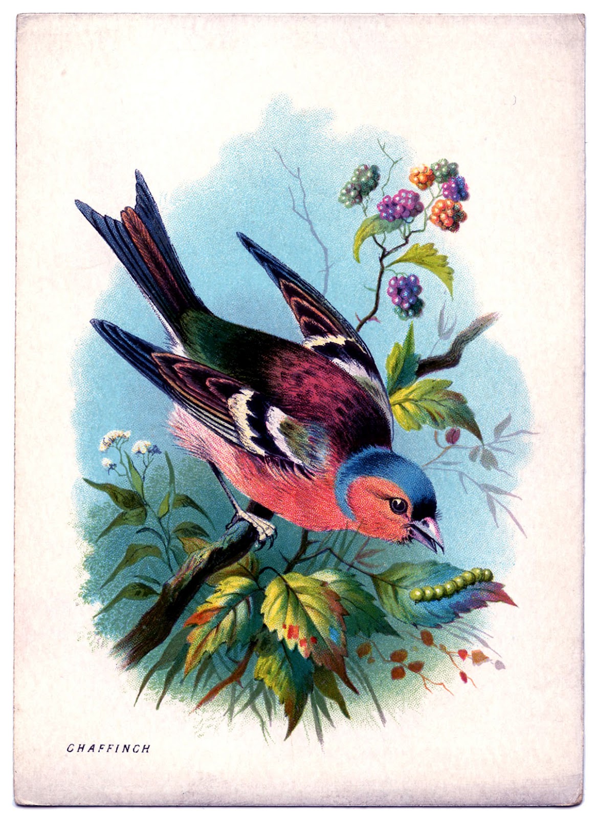 6 Best Images Of Free Printable Vintage Bird Art Swallow Bird Clip 