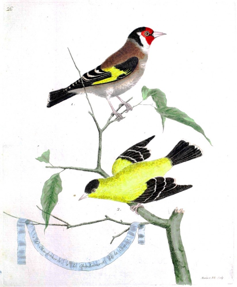 8-best-images-of-printable-bird-prints-printable-vintage-bird-prints