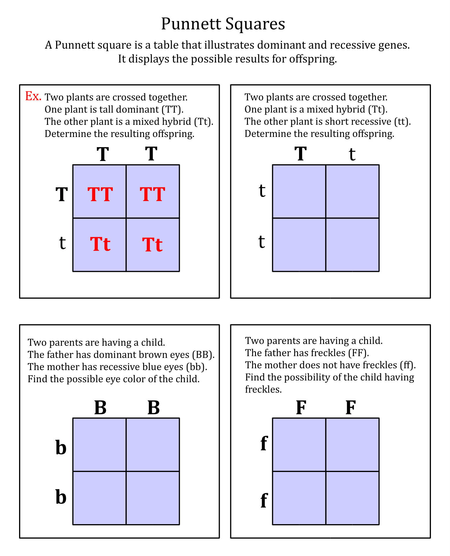 5 Best Images Of Printable Punnett Square Worksheets Punnett Square Worksheets Blank Punnett 