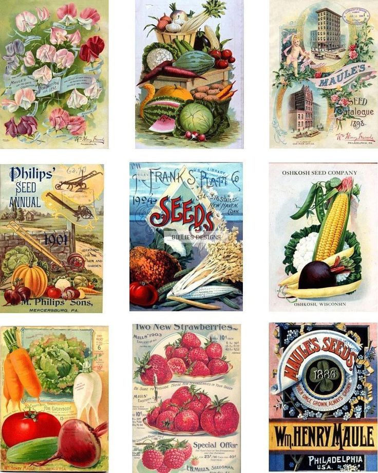 5 Best Images Of Vintage Vegetable Seed Packet Printable Vintage 