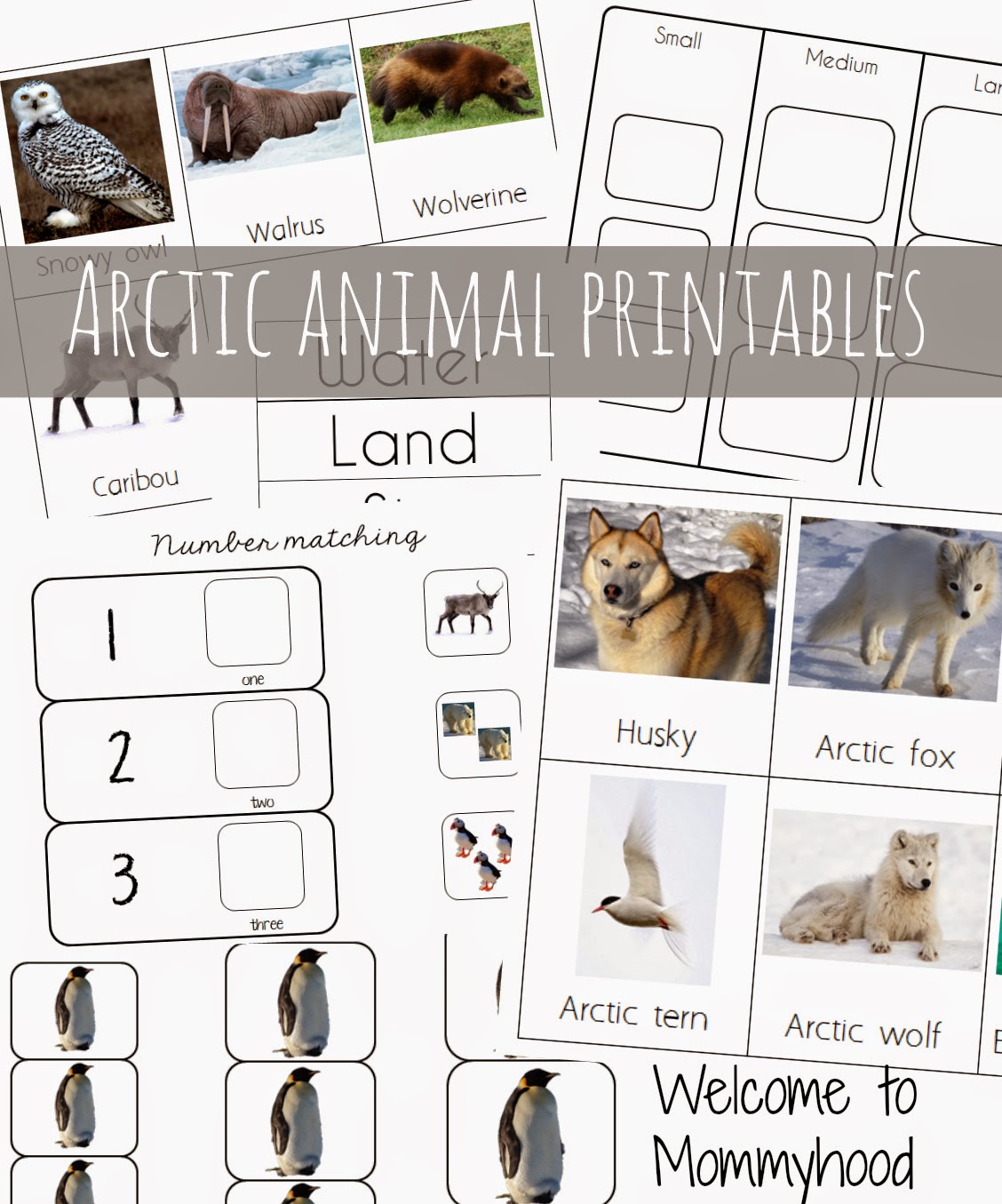 7-best-images-of-free-preschool-printables-arctic-arctic-animal-flash-cards-arctic-animals
