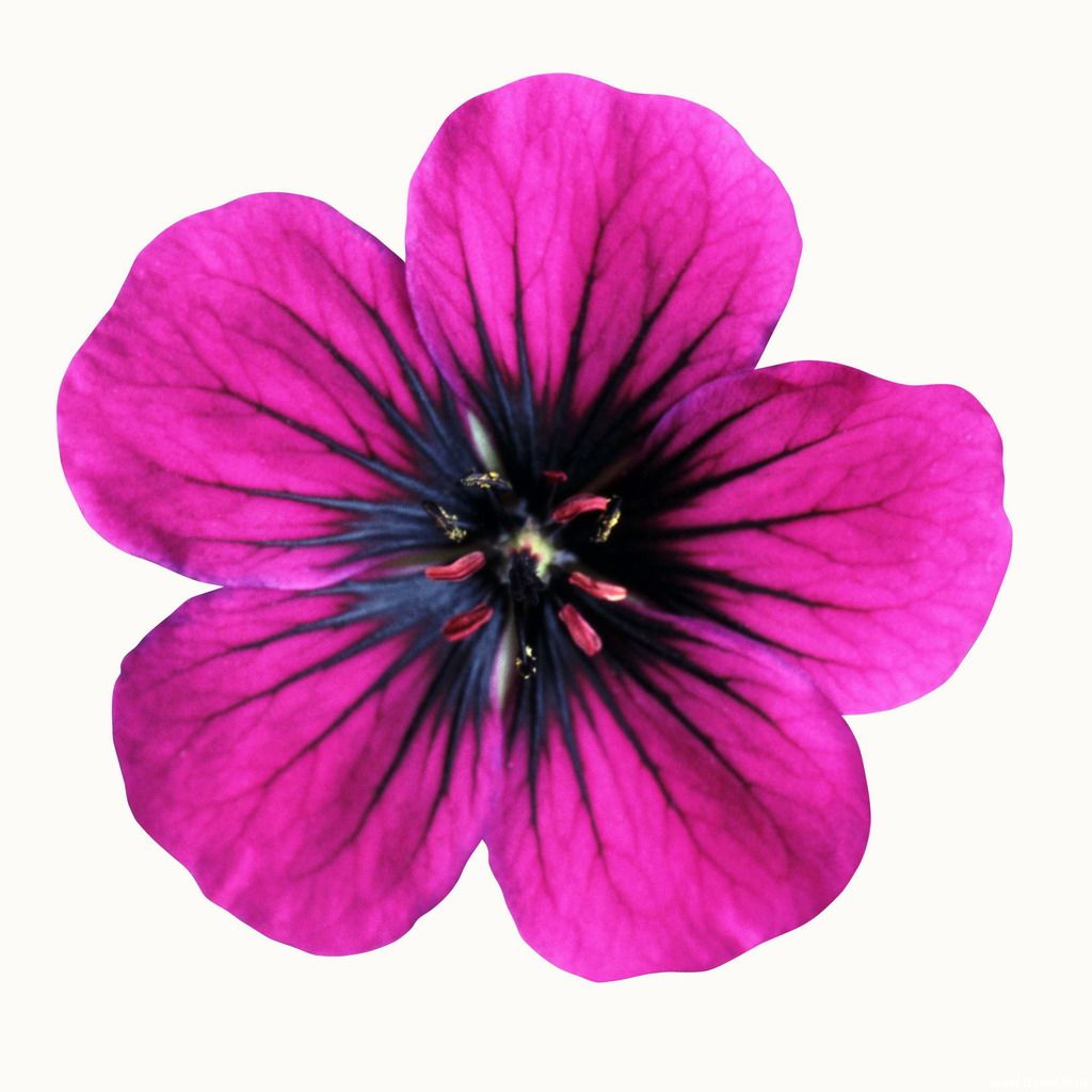 9 Best Images Of Free Printable Colored Flowers Part Number Colored 