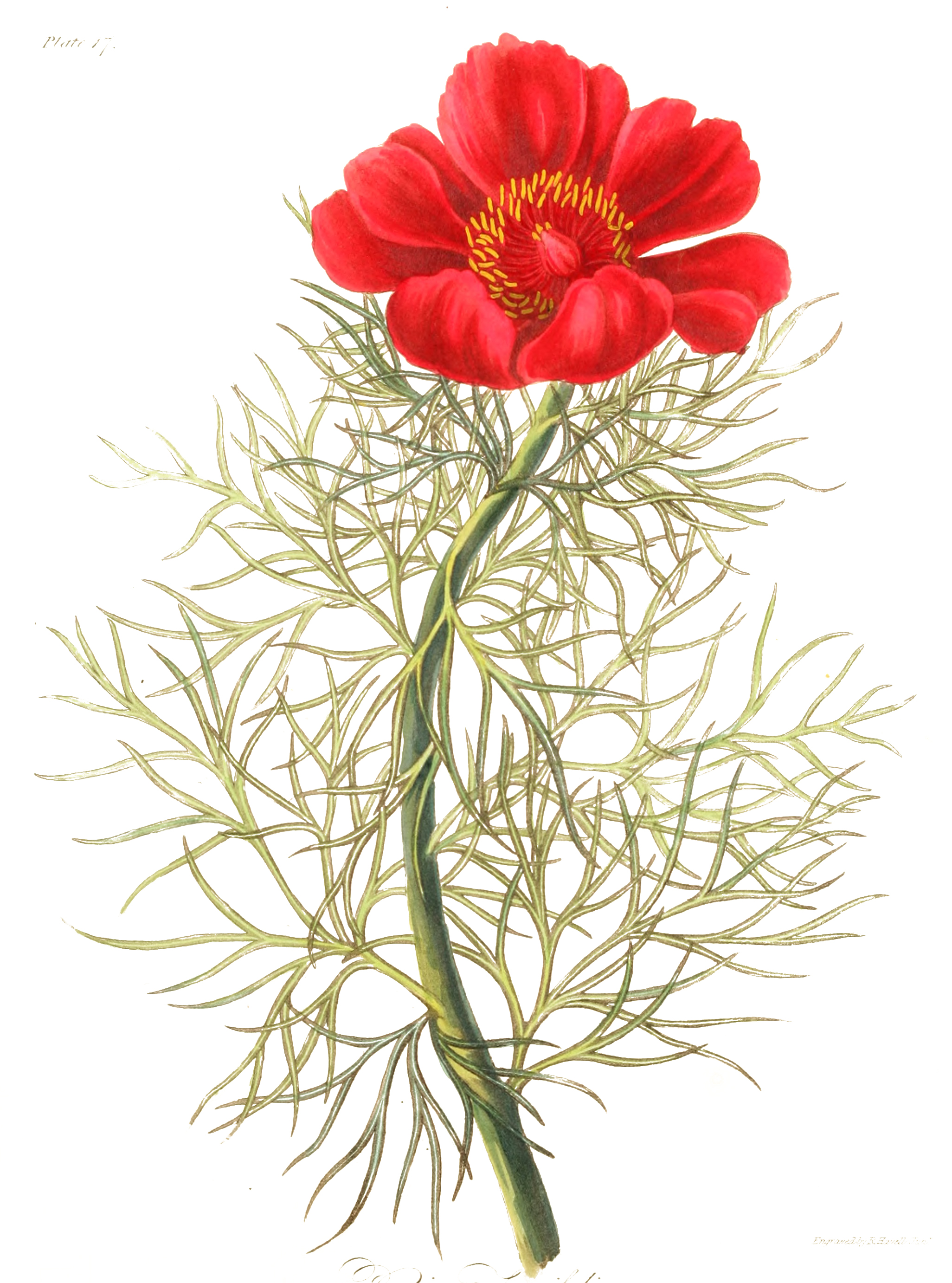 botanical illustrations free download