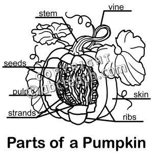 7 Best Images Of Printable Pumpkin Label The Parts - Pumpkin Parts 