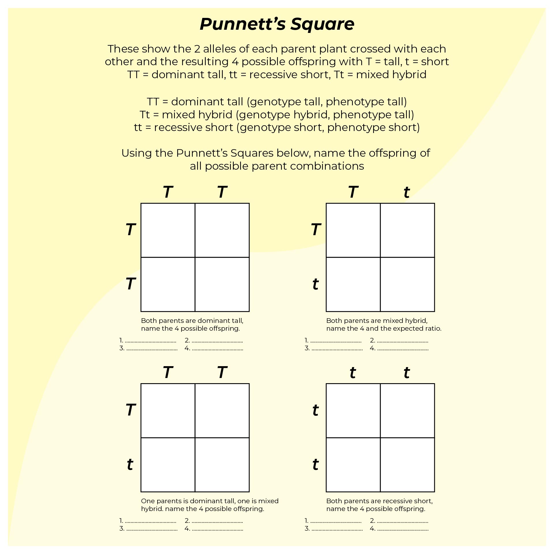 punnett square template