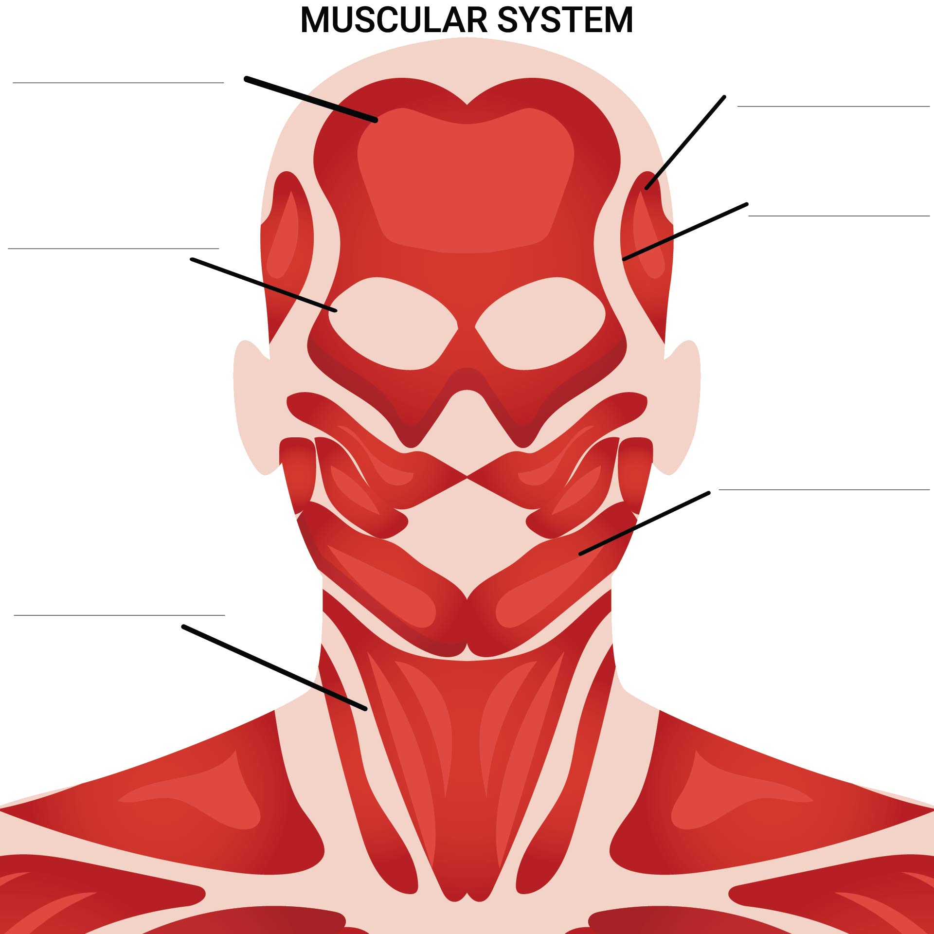 Printable Worksheets Muscle Anatomy