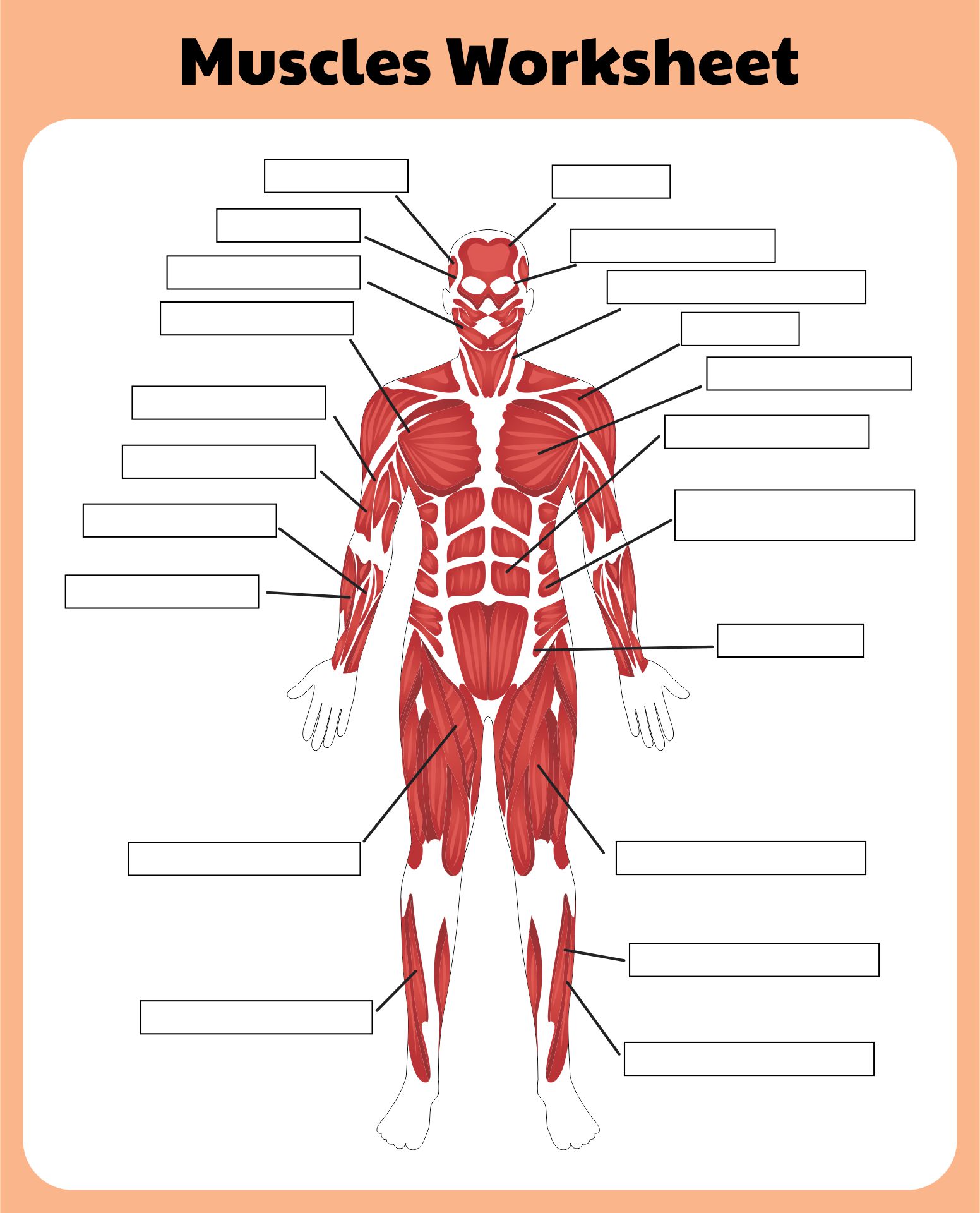 6 Best Printable Worksheets Muscle Anatomy Printablee Com