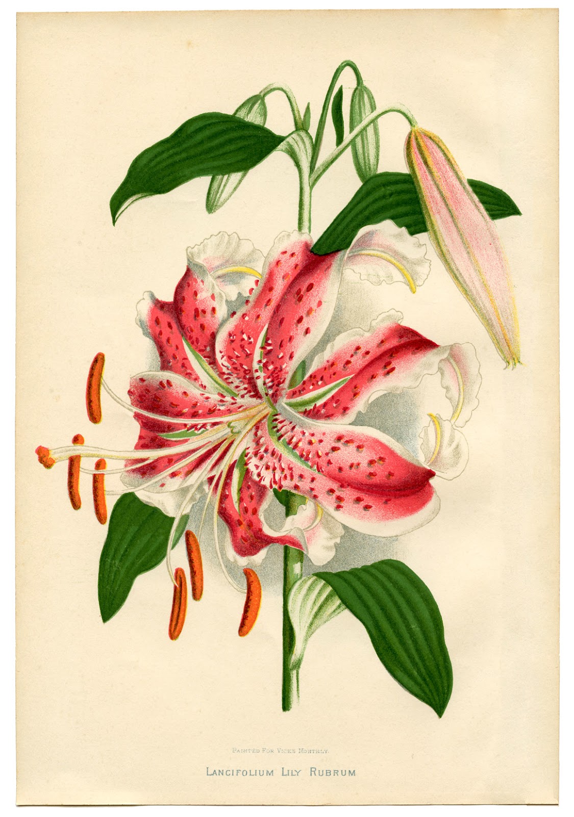 Lily Botanical Illustration