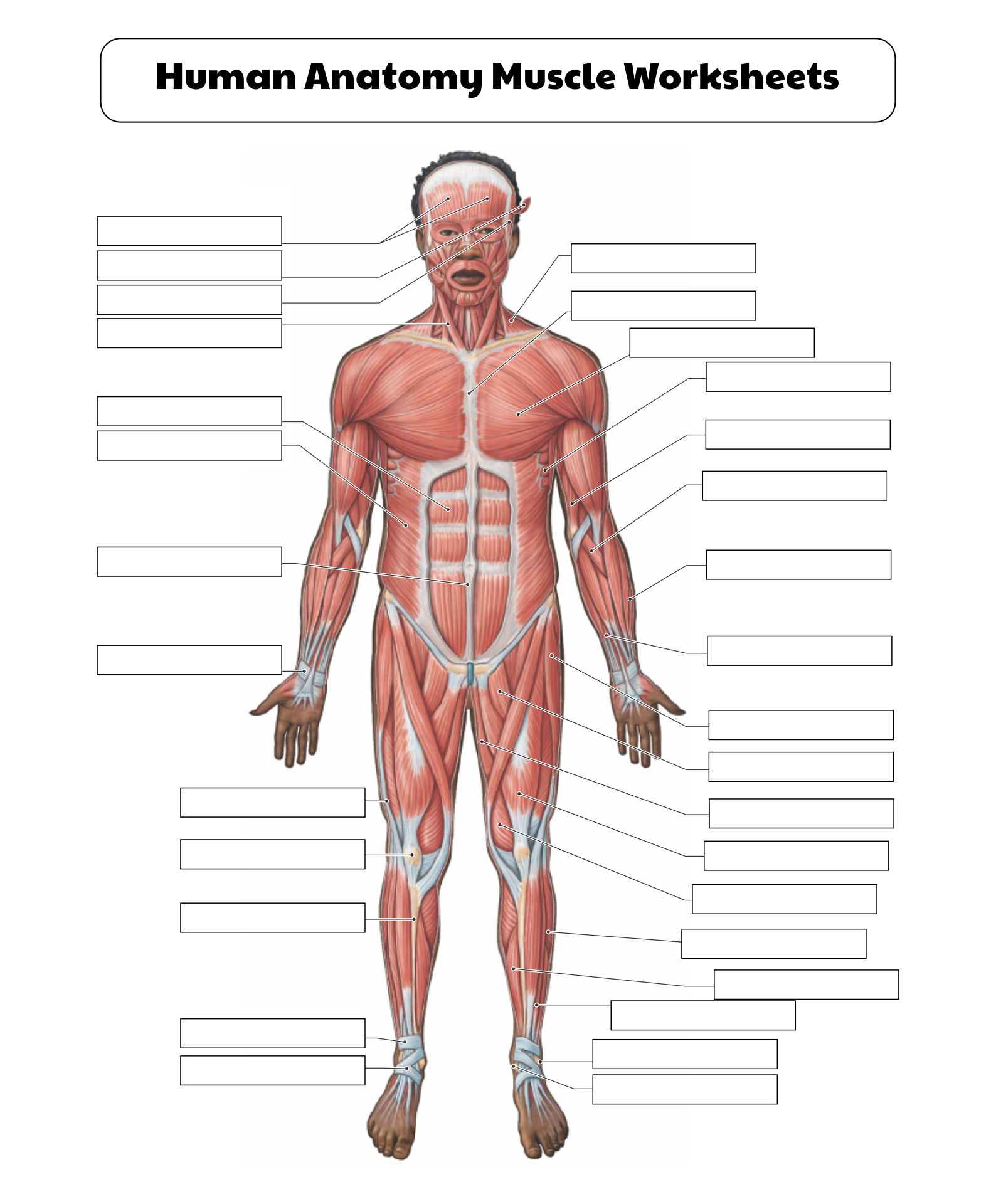 5 Best Images of Printable College Anatomy Worksheets Muscles ...