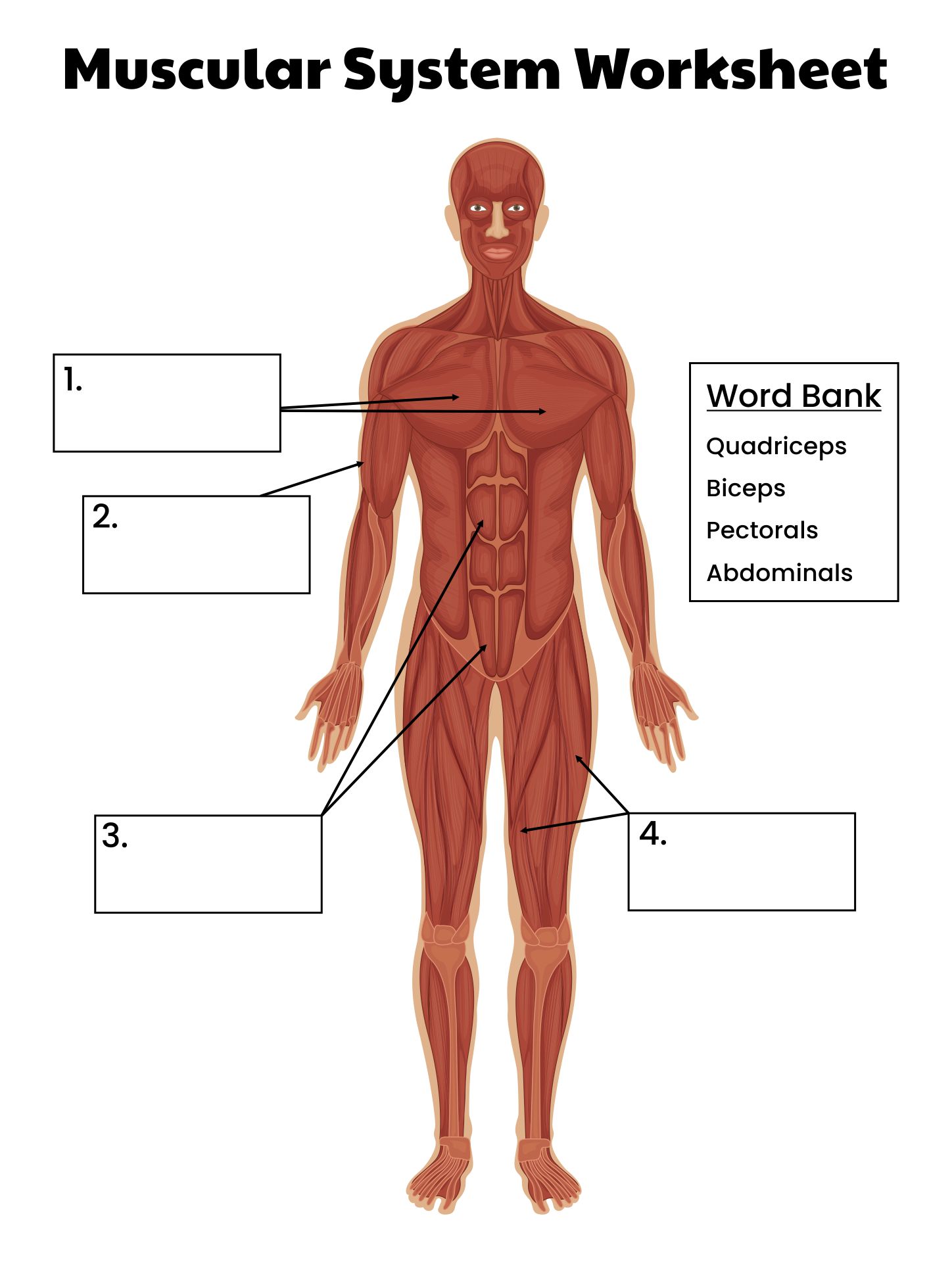 Printable College Anatomy Worksheets Muscles