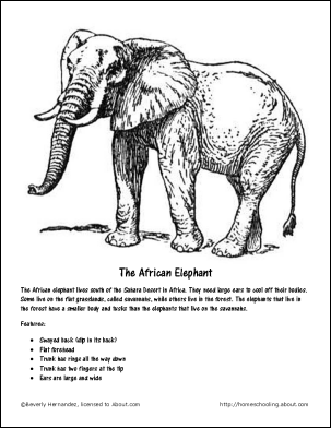 African Elephant Coloring Pages