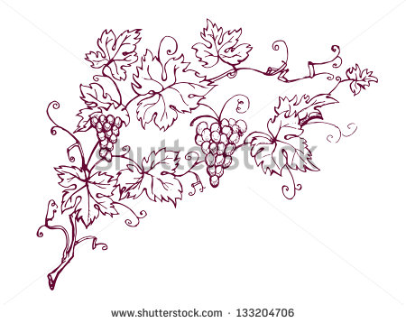 Pencil Drawings of Grape Vines and Leaves