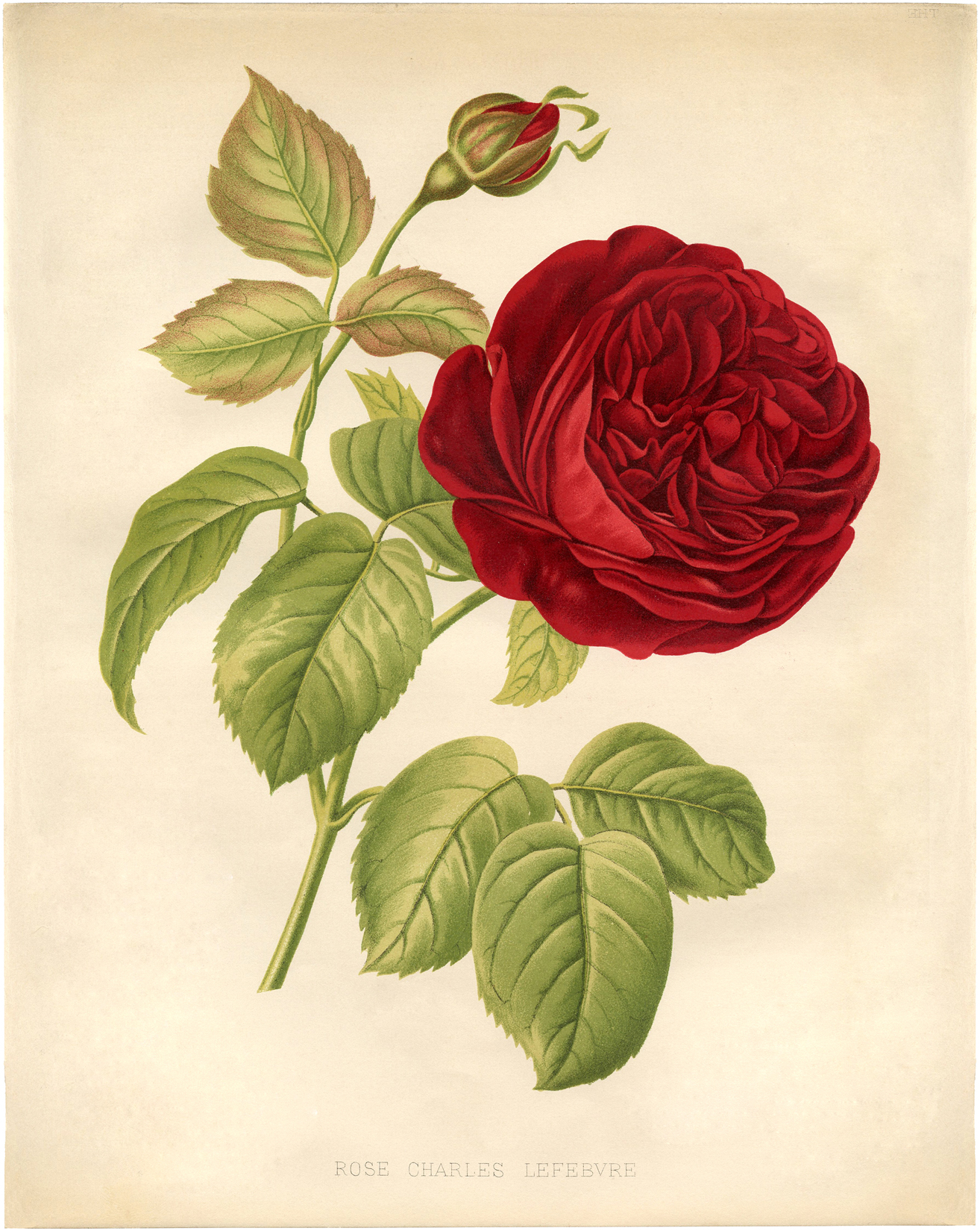 Botanical Red Rose Printable