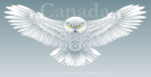 Snowy Owl Flying Clip Art