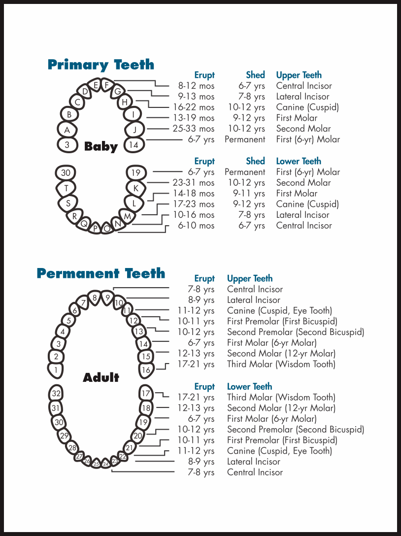 Printable Tooth Chart With Numbers Download This Teeth Numbers Chart