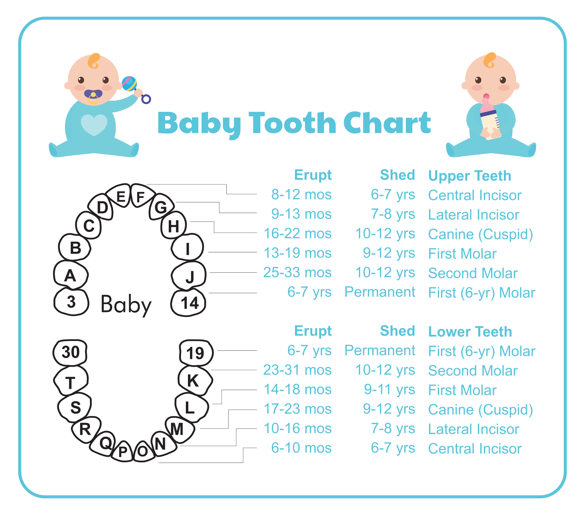 10-best-tooth-chart-printable-full-sheet-printablee