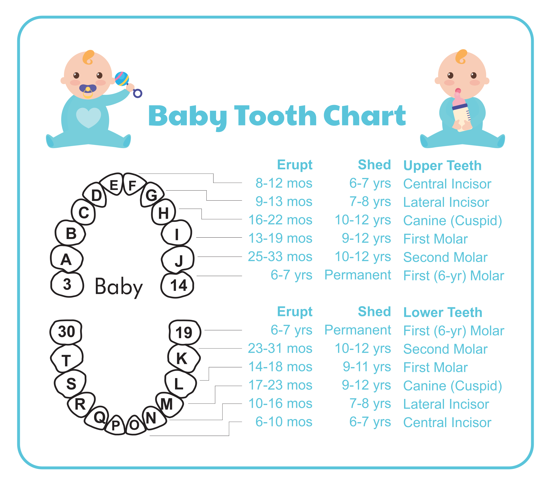 10 Best Tooth Chart Printable Full Sheet PDF For Free At Printablee