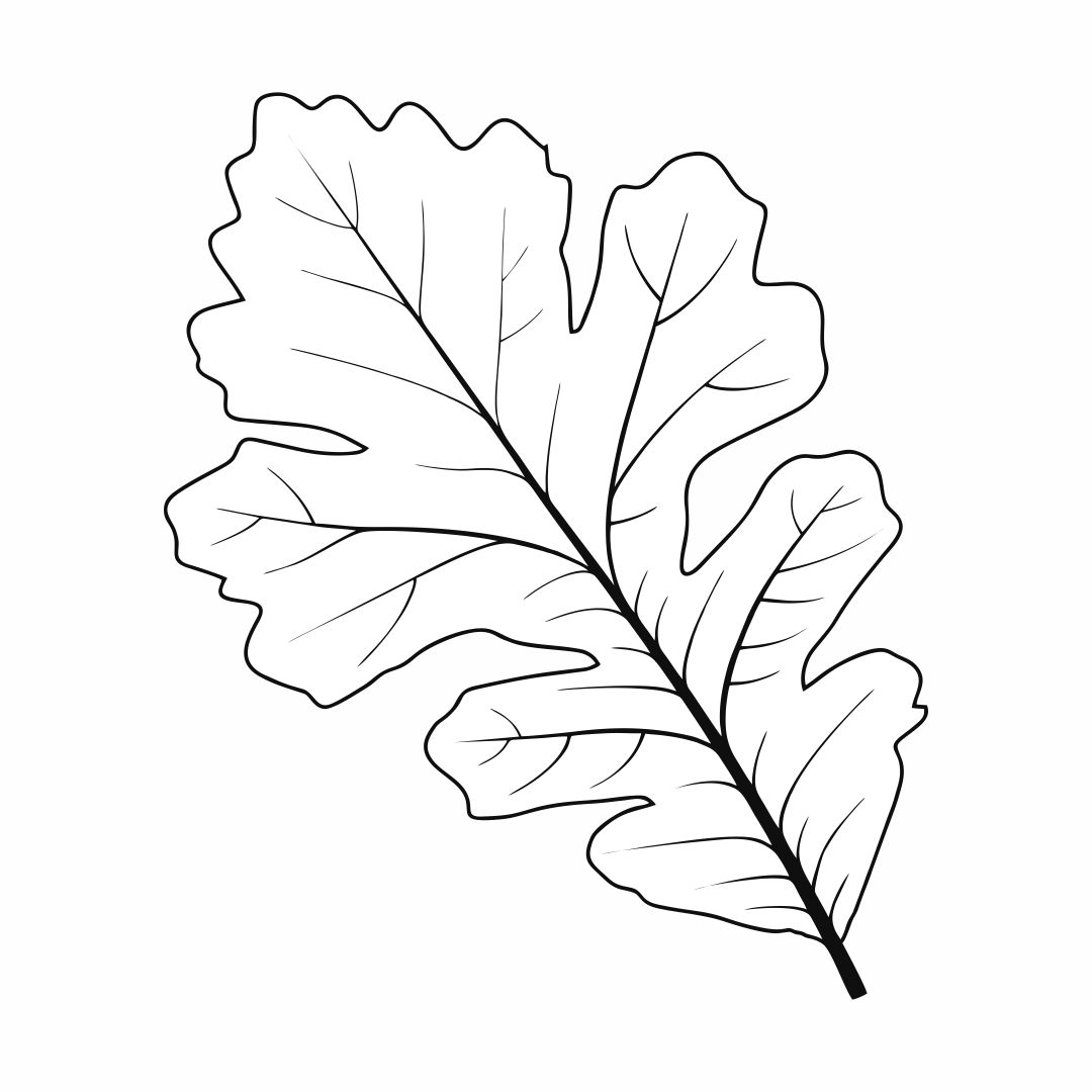 Oak Leaves Template