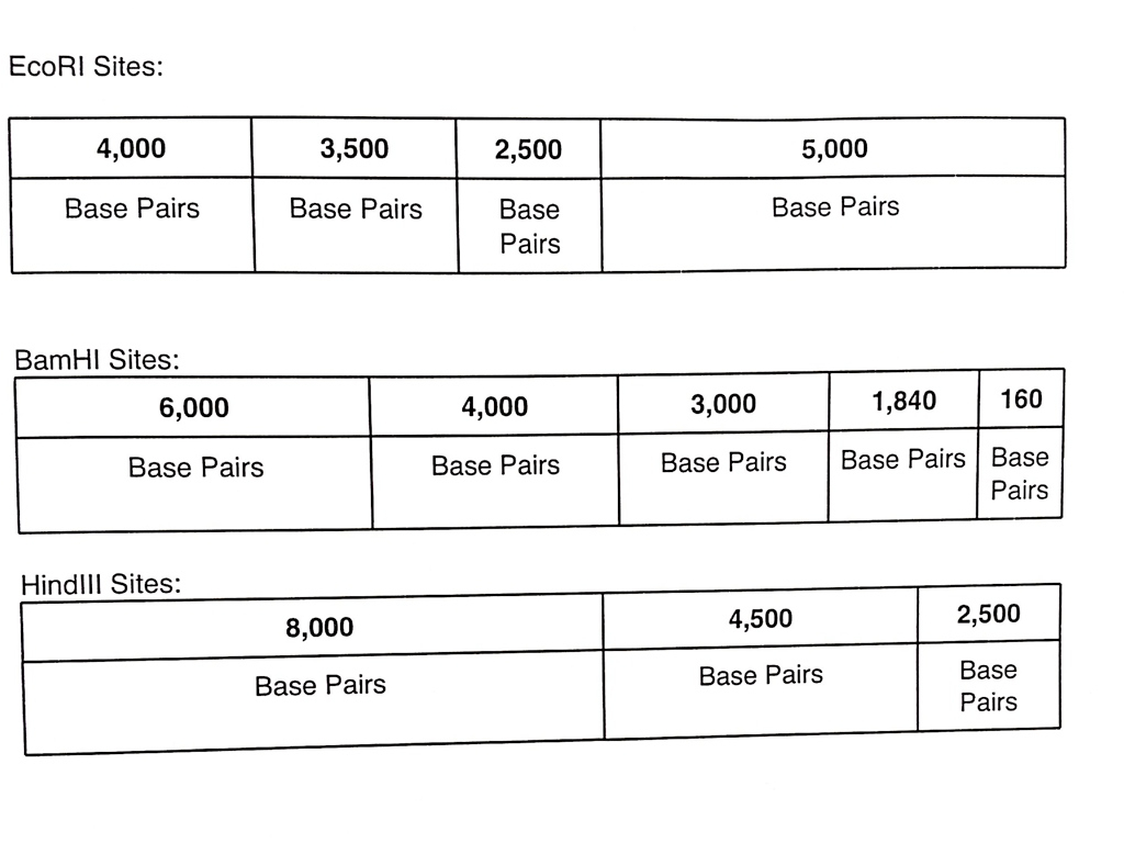 DNA Gel Electrophoresis Lab Worksheet