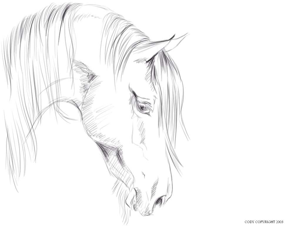 Horse Head Sketches