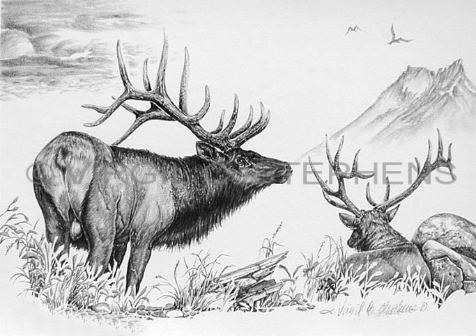 Wildlife Elk Drawings Pencil