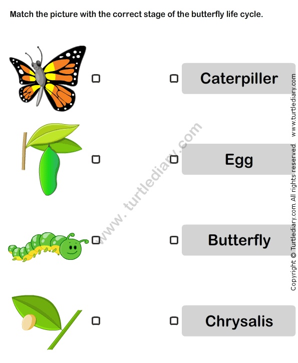 Butterfly Life Cycle Worksheet