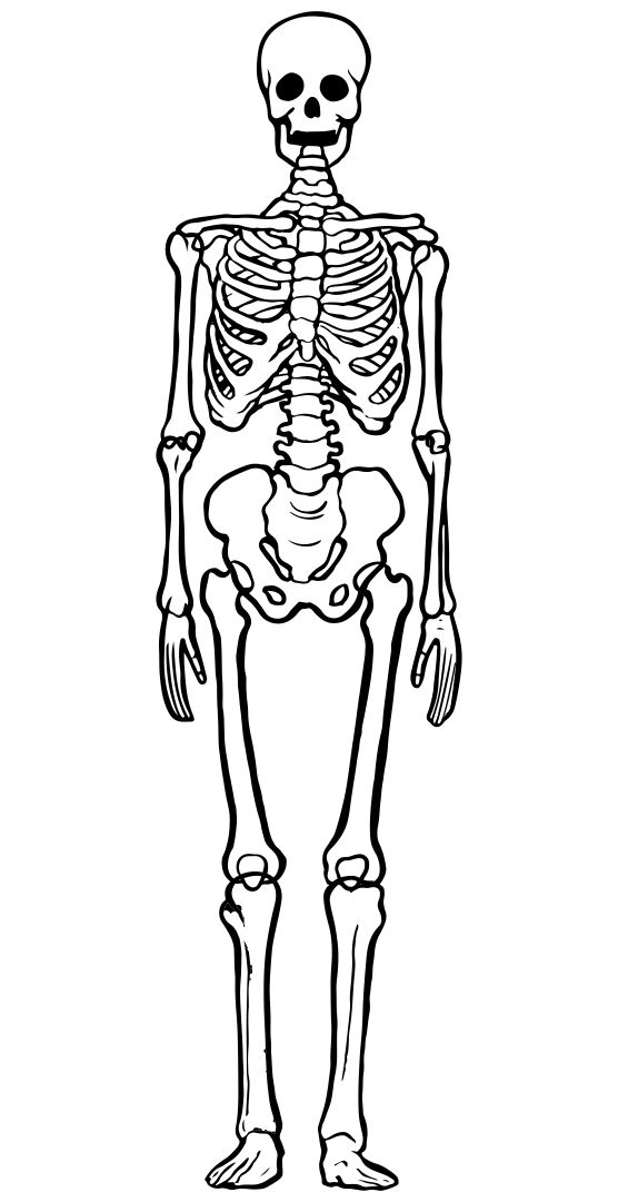 Free Printable Skeleton Template Cut Out