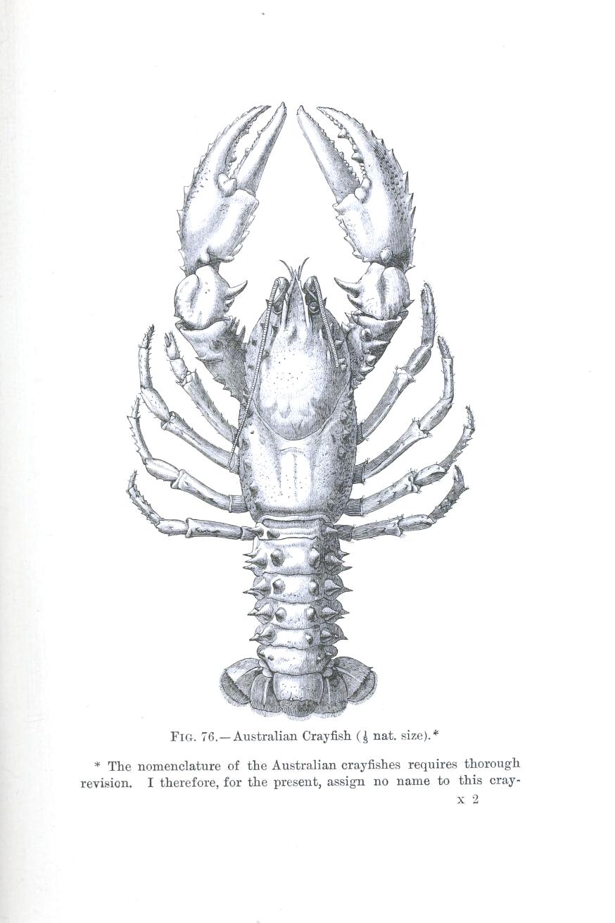 Animal Crustacean Lobster