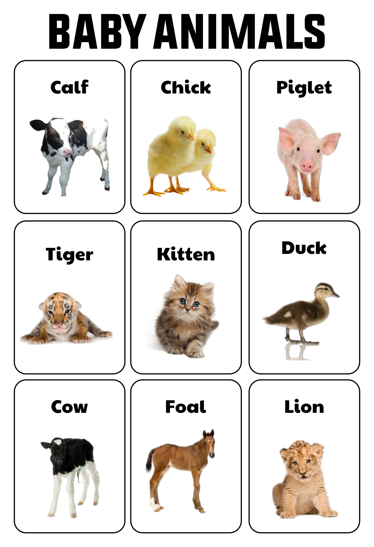 10 Best Free Printable Animal Flash Cards