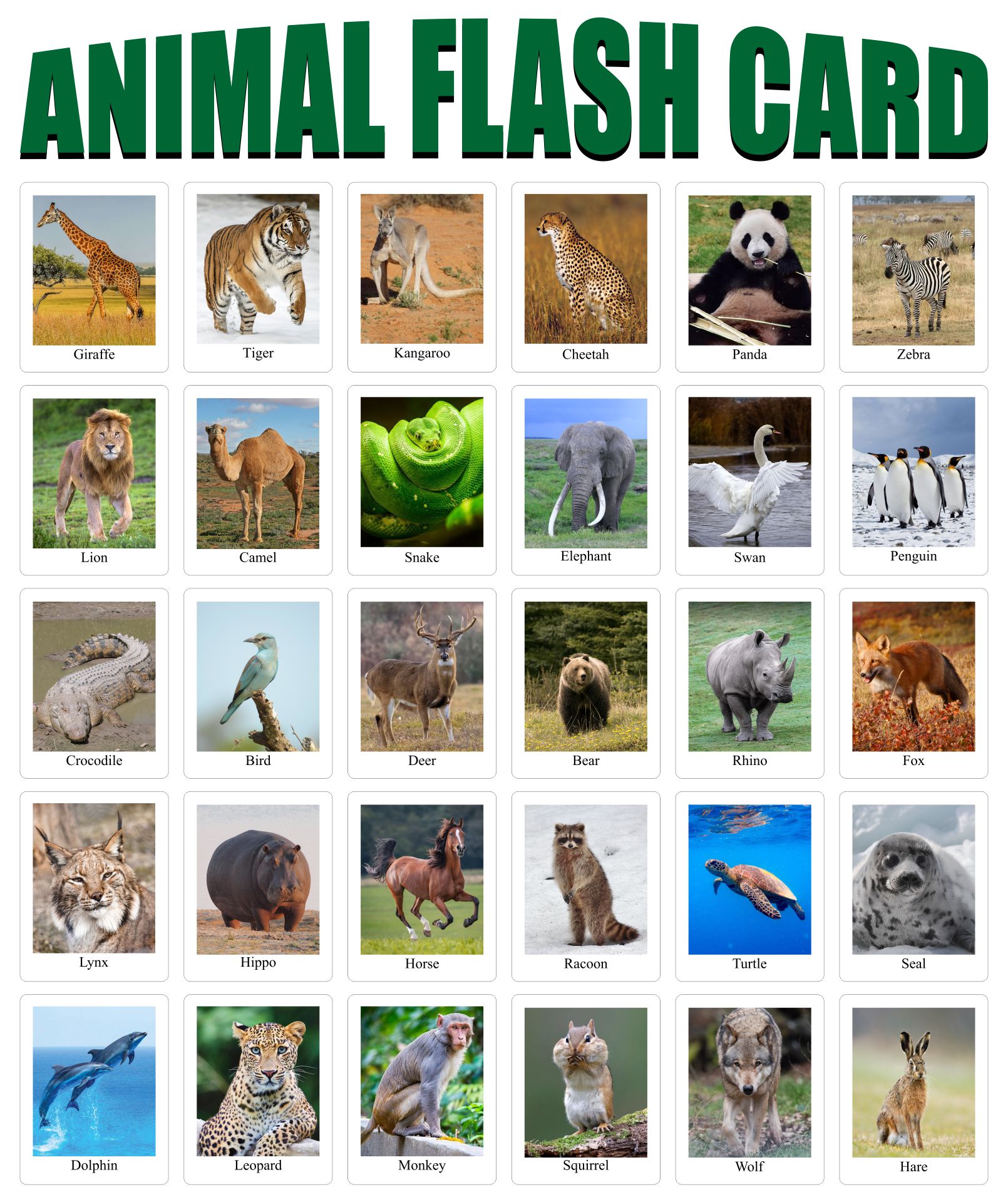 10 Best Free Printable Animal Flash Cards PDF For Free At Printablee