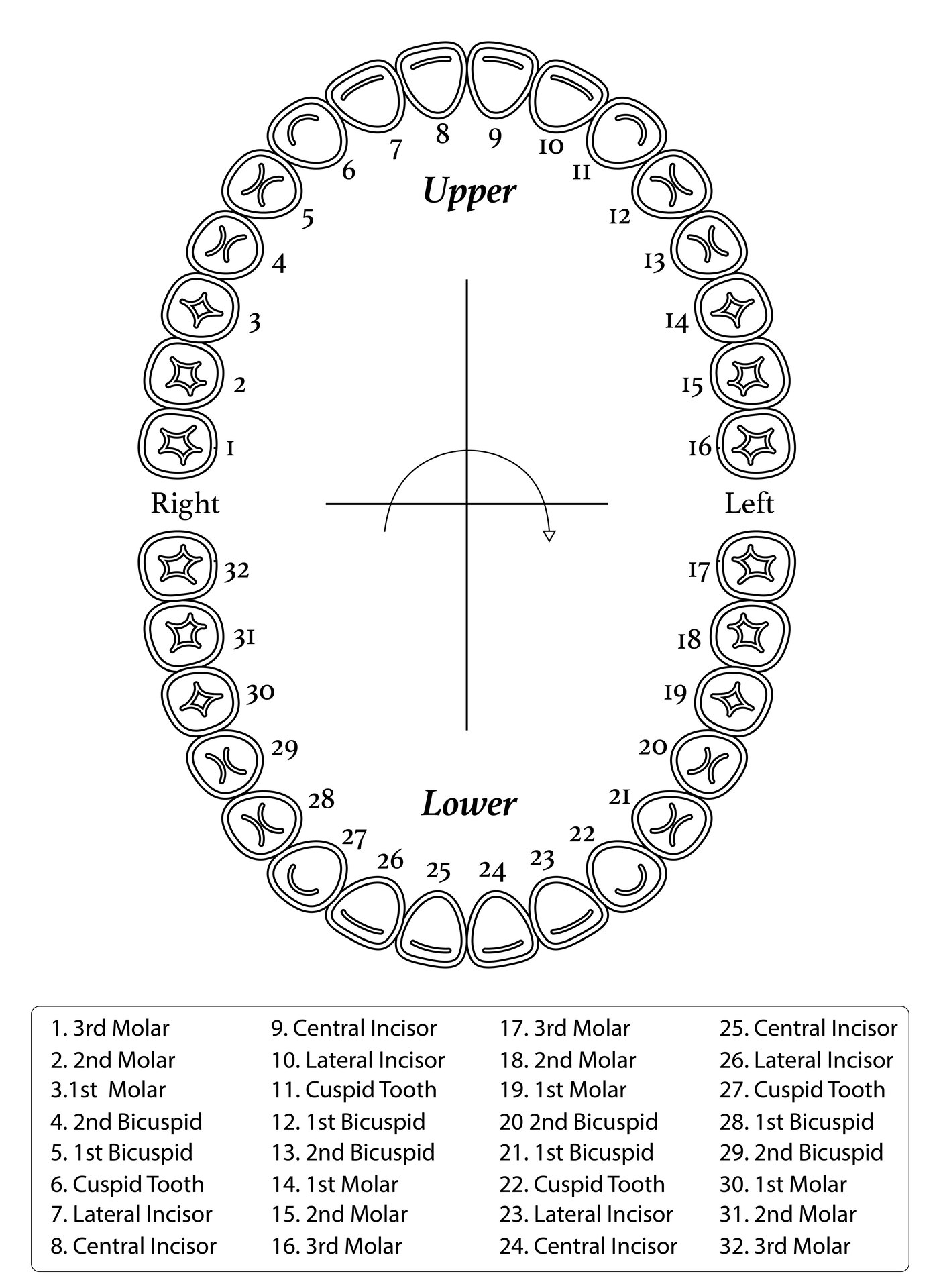 Adult Teeth Identification Chart Printable