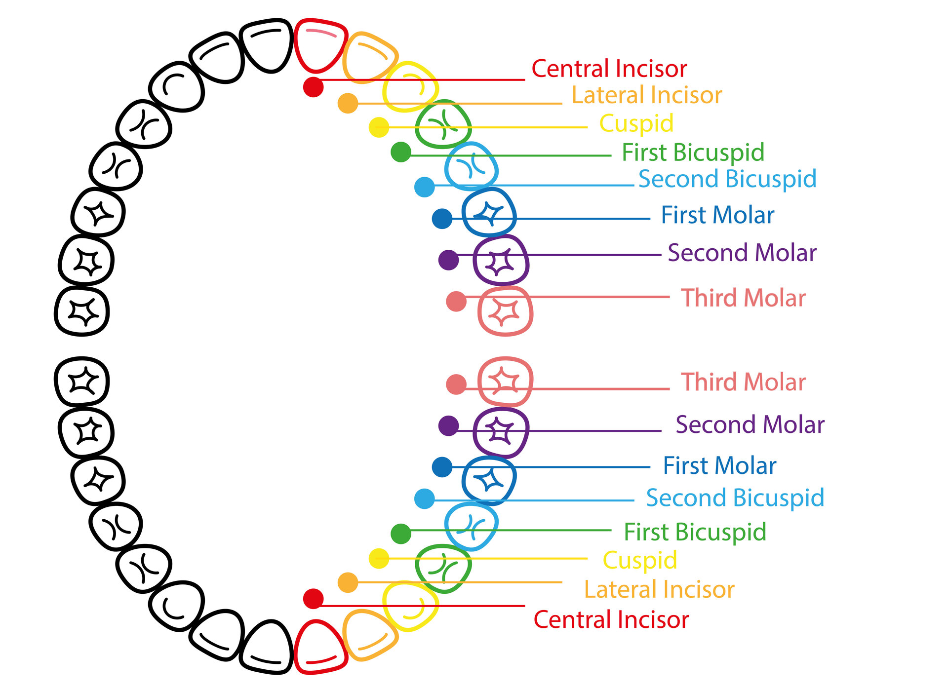 Dental Tooth Chart Full Page Print