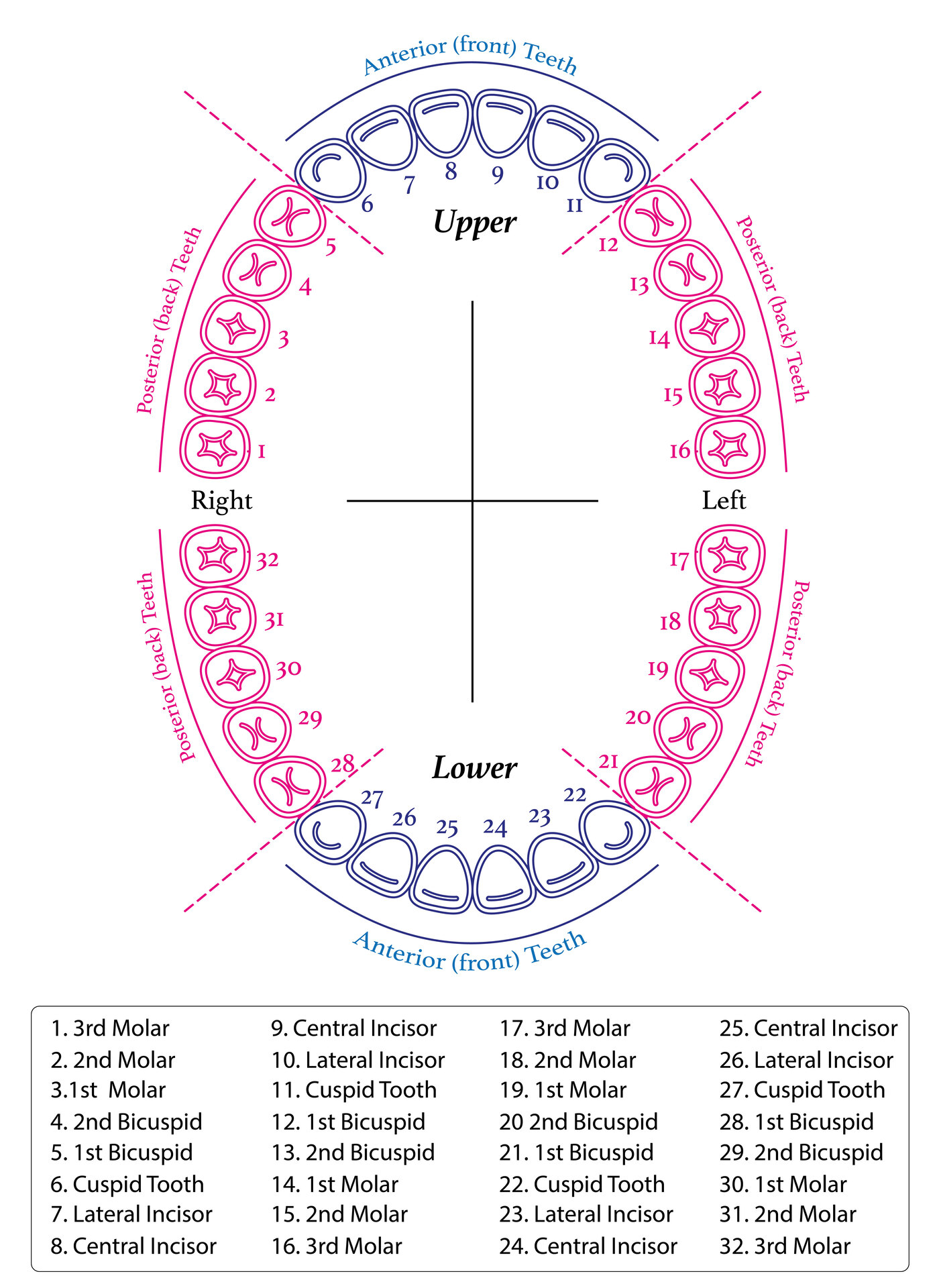 Orthodontic Full Sheet Tooth Chart