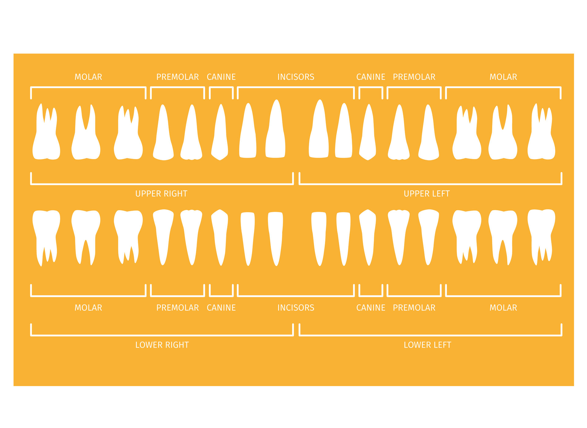 Pediatric Dentist Tooth Chart Full Sheet