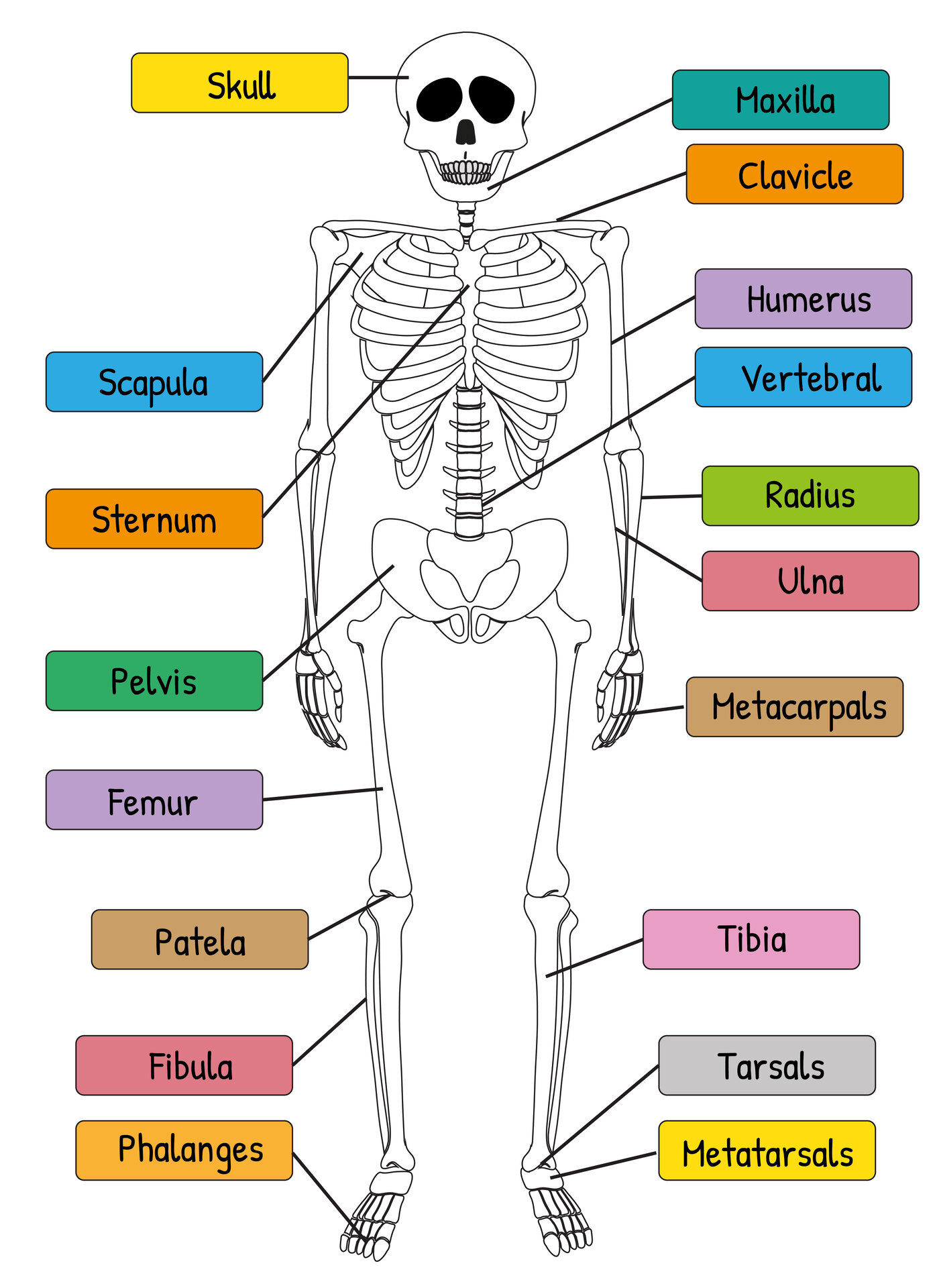 Printable Human Skeleton Diagram