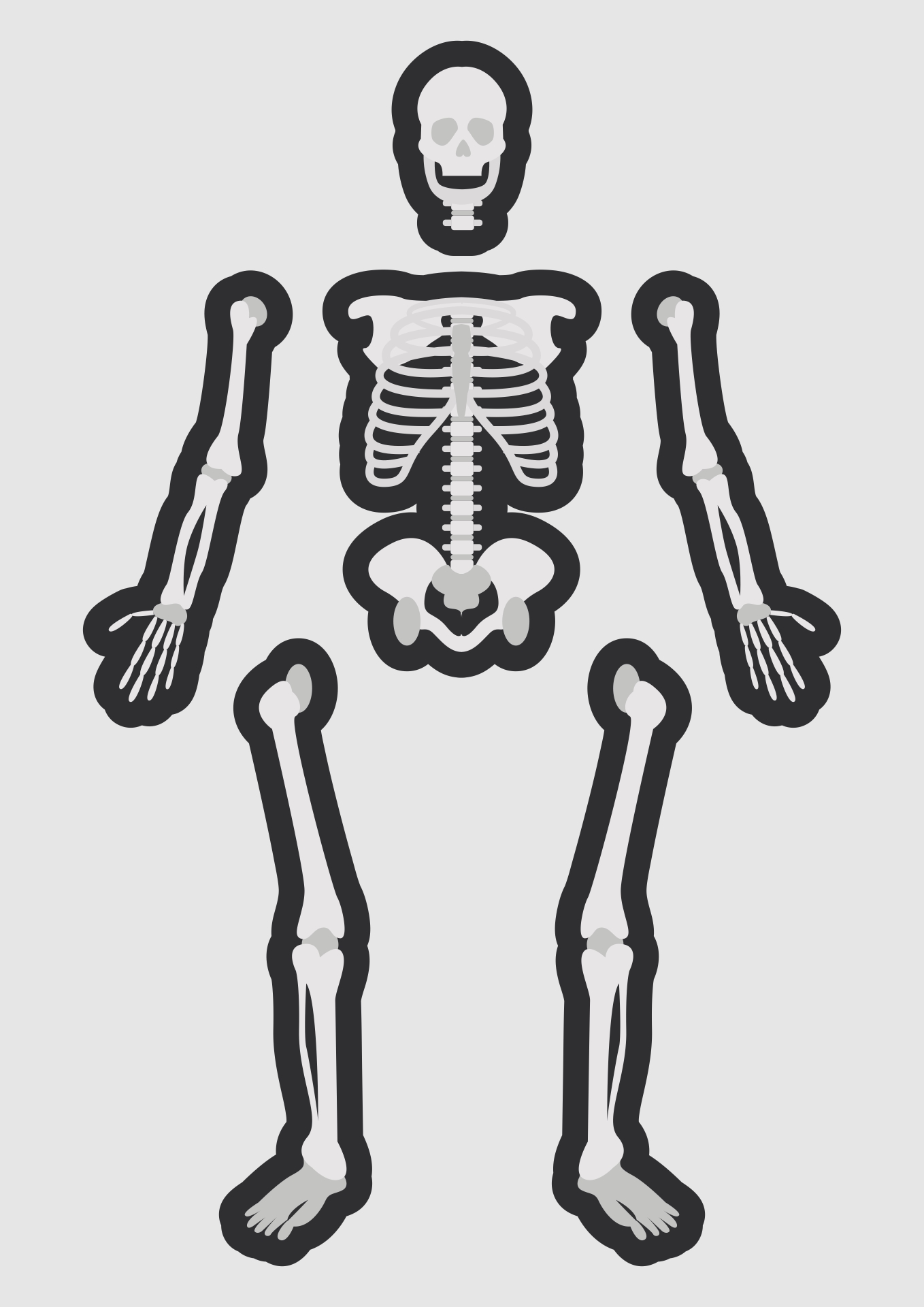 Anatomical Skeleton Cut Out Resource