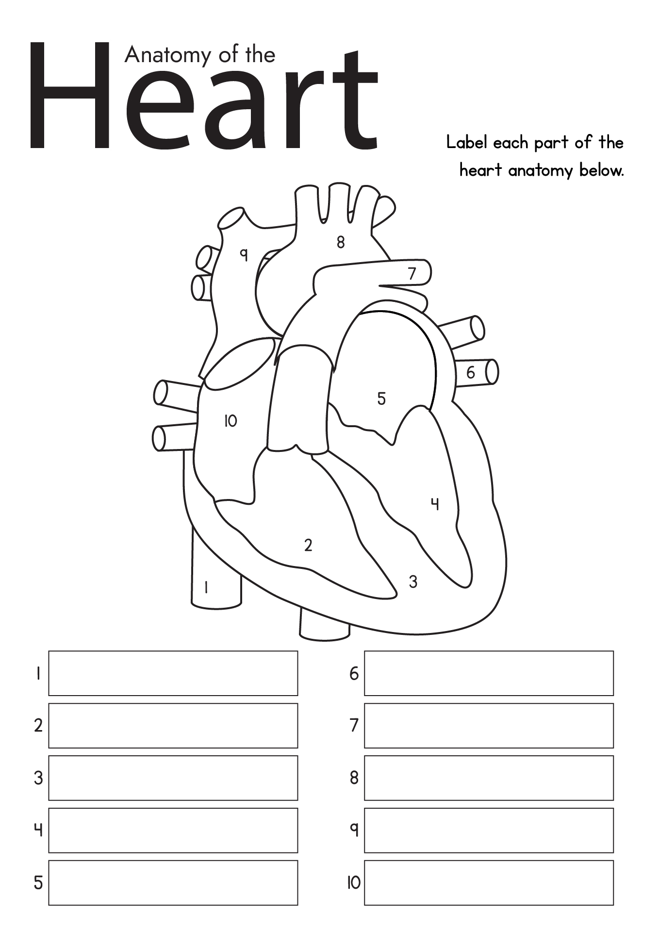 Anatomy and Physiology College Worksheets for Print