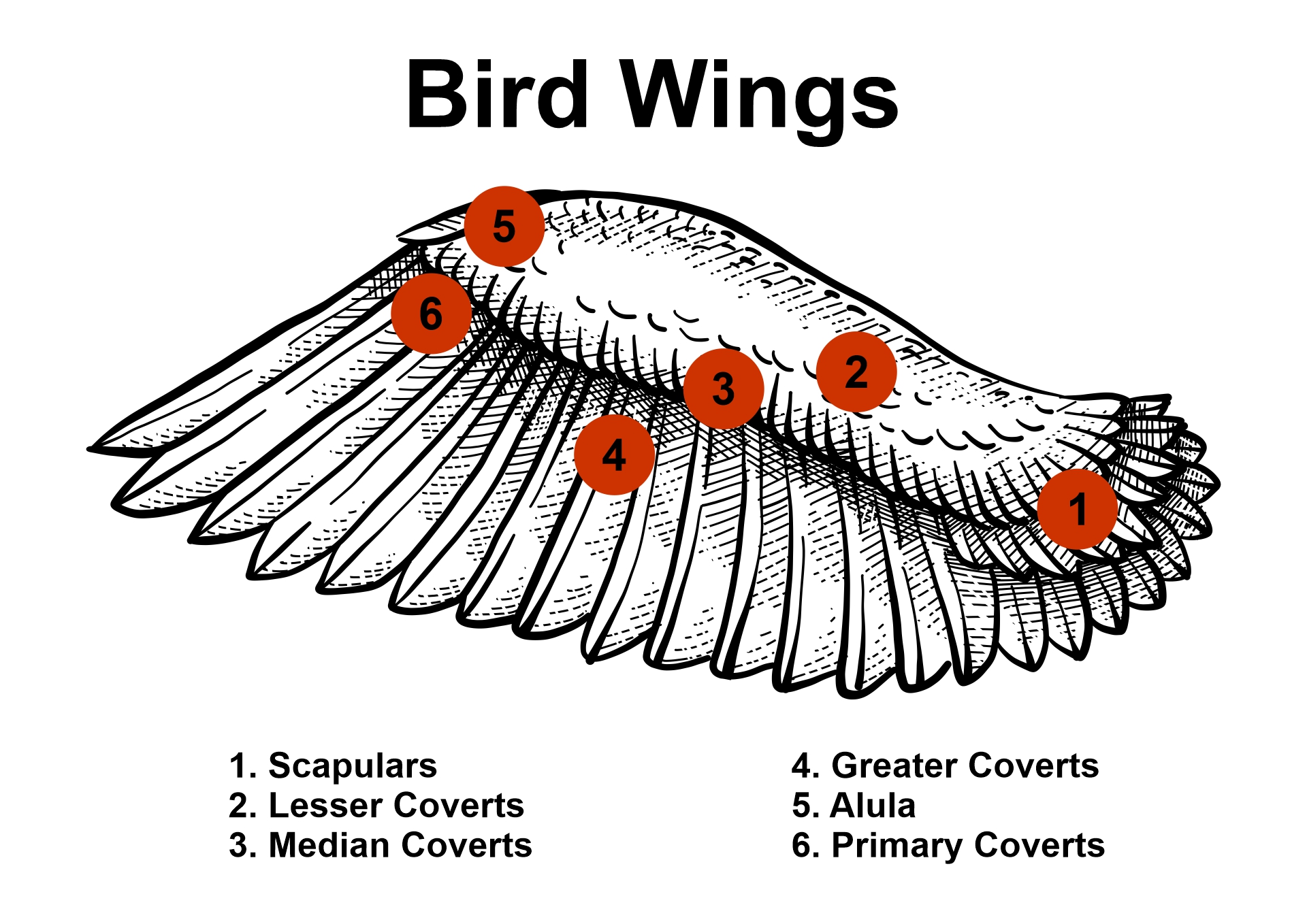 Bird Wings Educational Printouts