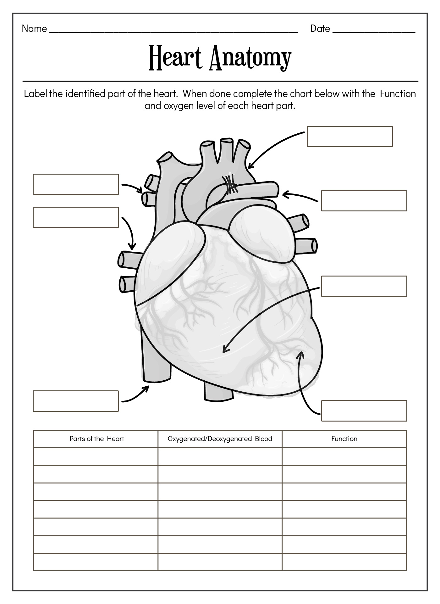 College-Level Anatomy Worksheets