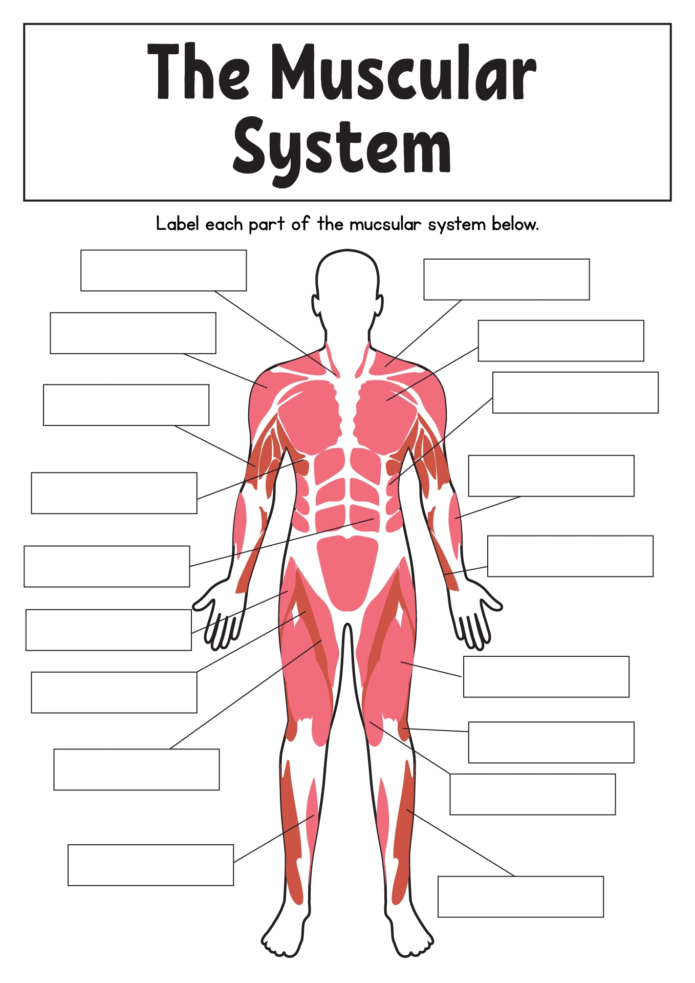 College-Level Muscular System Anatomy Worksheets