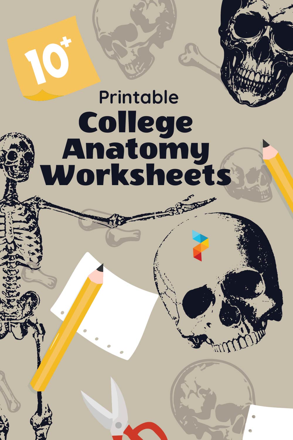 Printable College Anatomy Worksheets