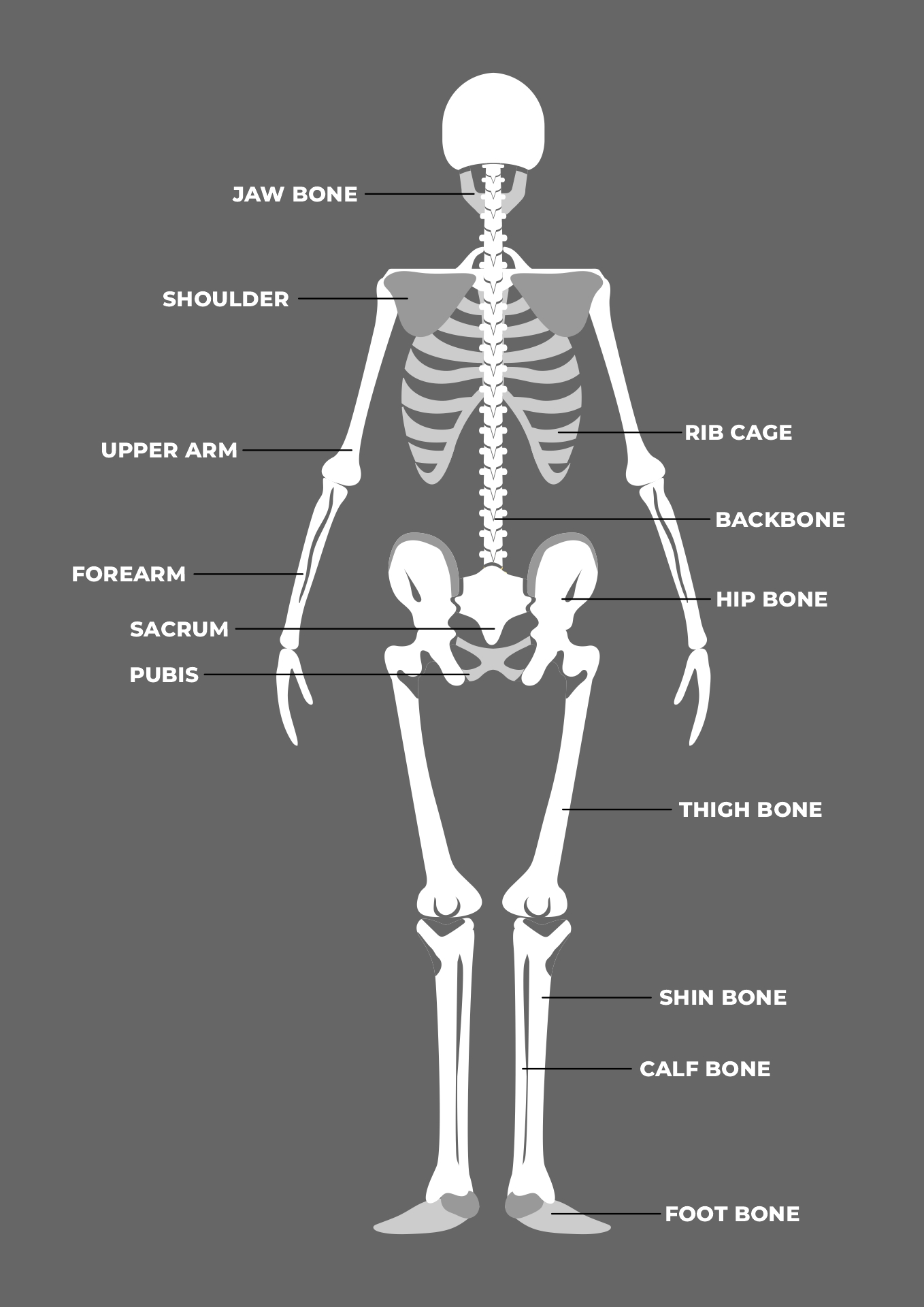 Educational Skeleton Cut Out for Schools