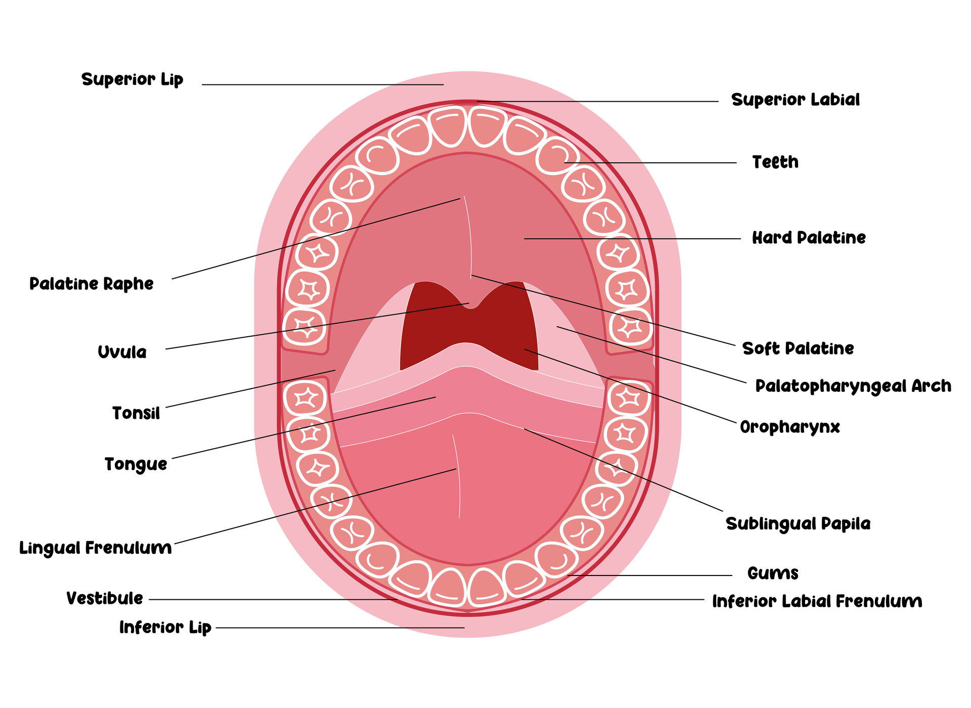 Human Anatomy Mouth Printouts