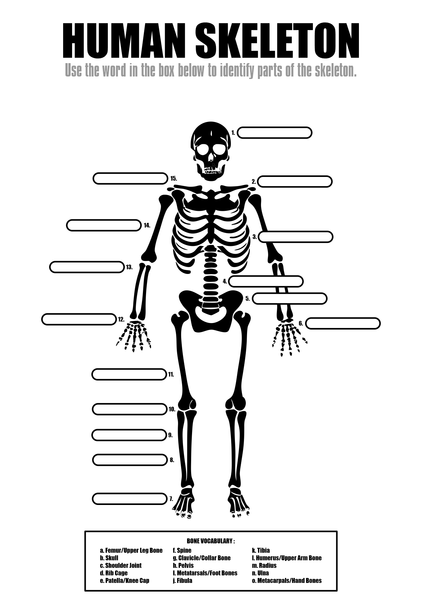 Human Skeleton Cut Out Activity