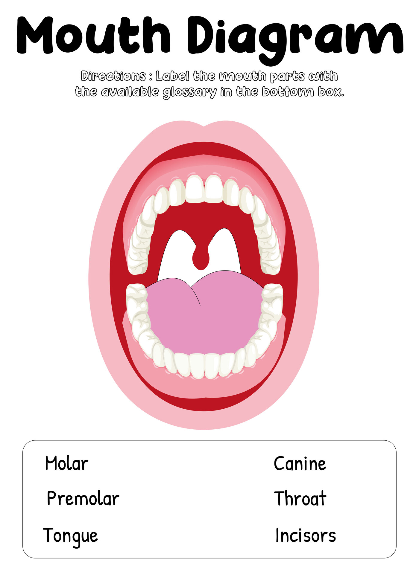 Mouth Diagram for School Projects