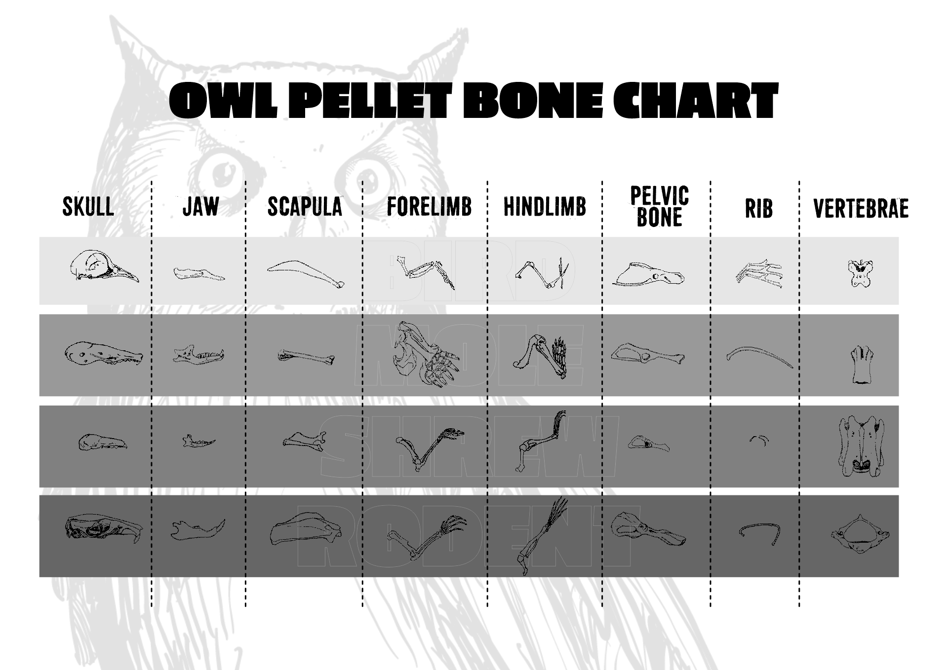 Owl Pellet Bone Identification Poster Printable