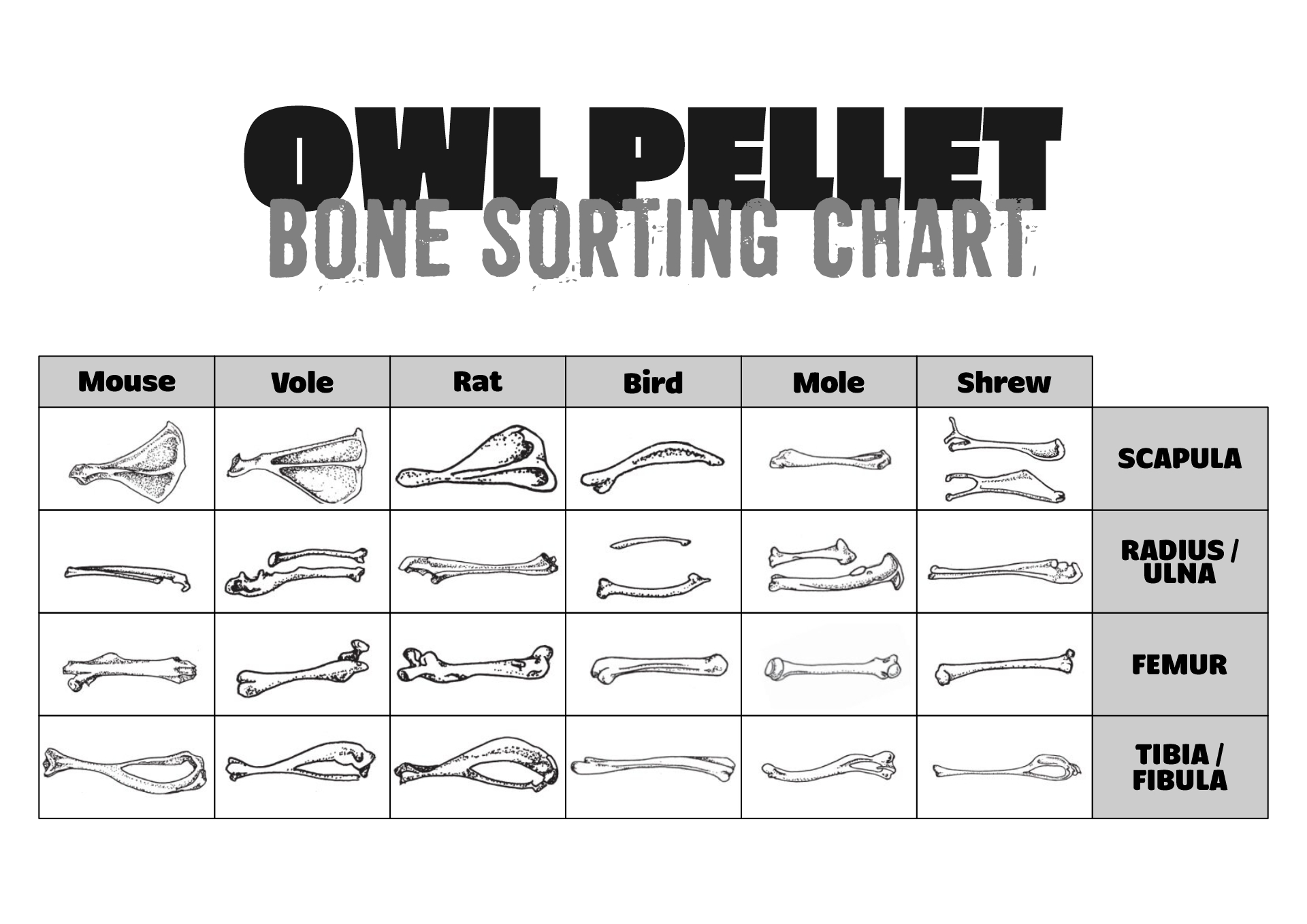 Owl Pellet Bone Sorting Chart Printable