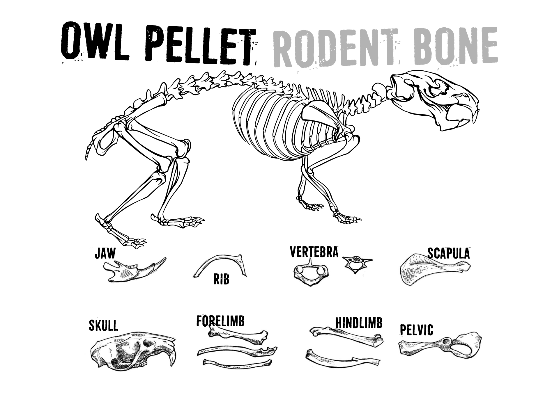 Owl Pellet Dissection Bone Chart Printable