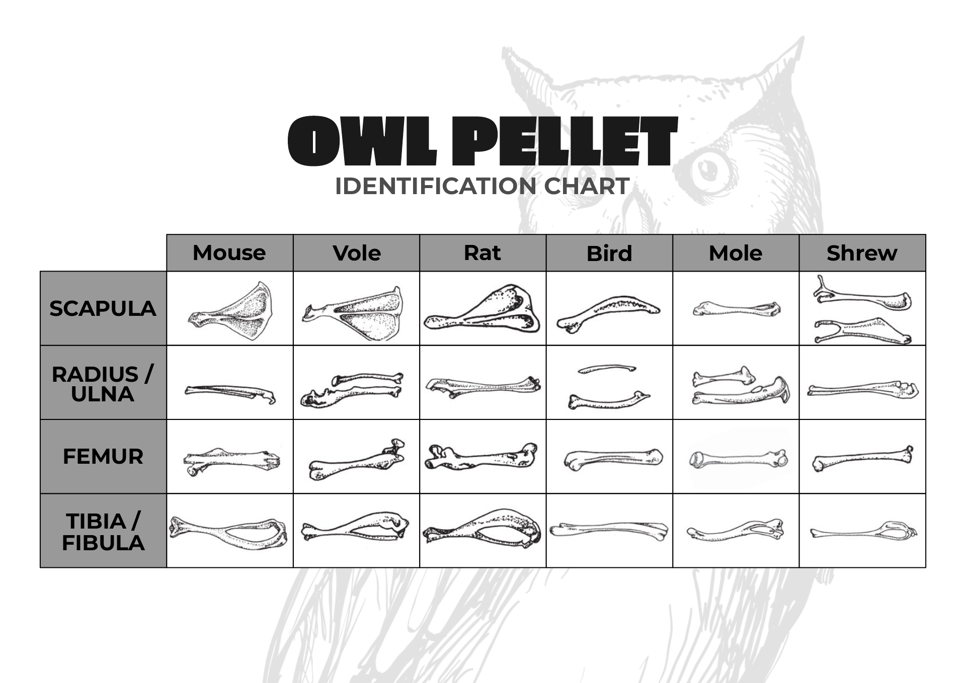 Owl Pellet Identification Chart Printable